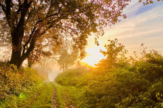Sonnenaufgang über einem Waldweg
