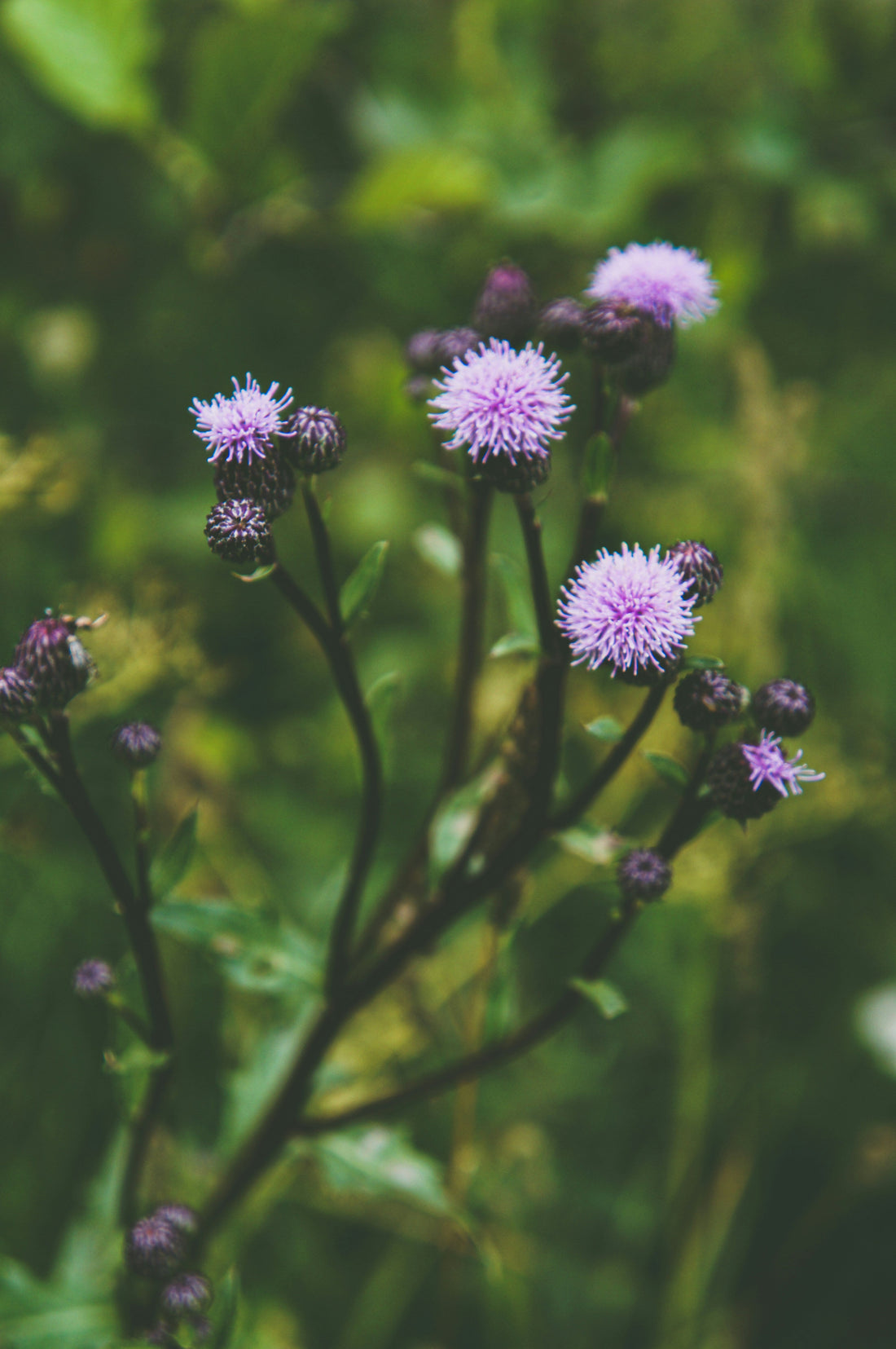 Mariendistel-Blüten