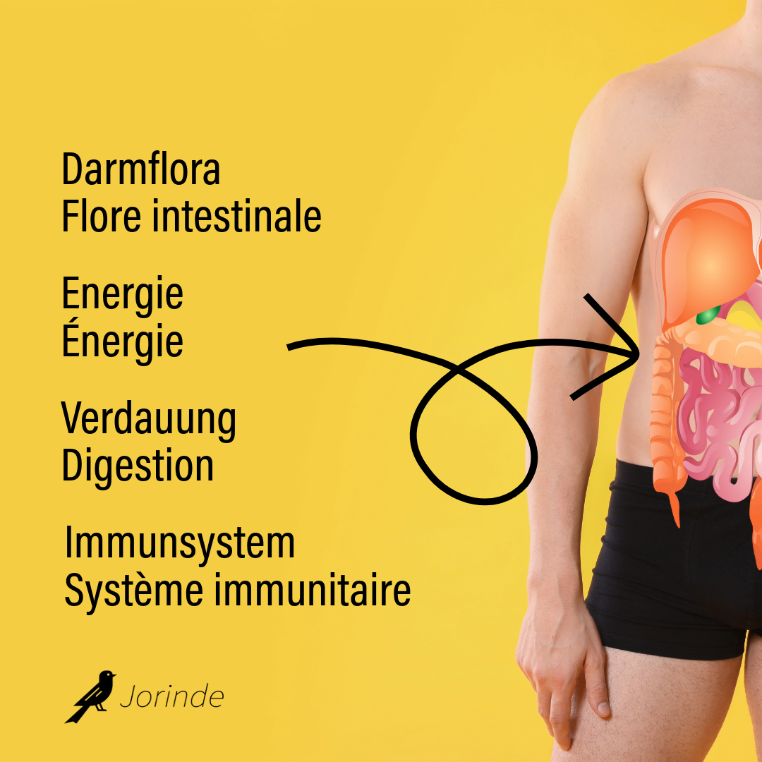 Darmflora Aufbau - Jorinde